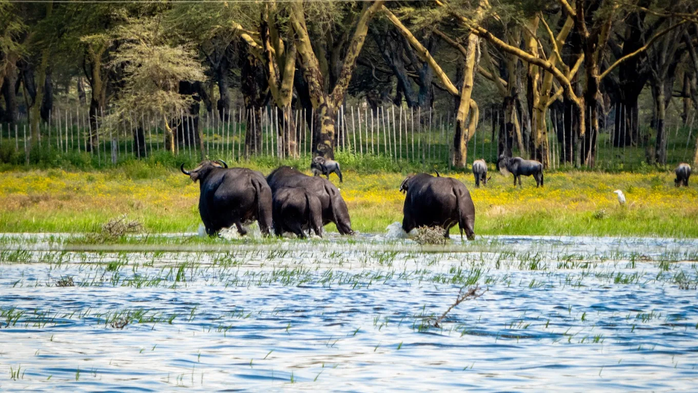 Udzungwa Mountains And Highlands Images2